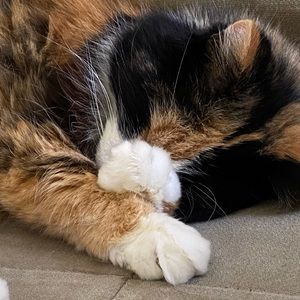 Meet your Posher, Livia